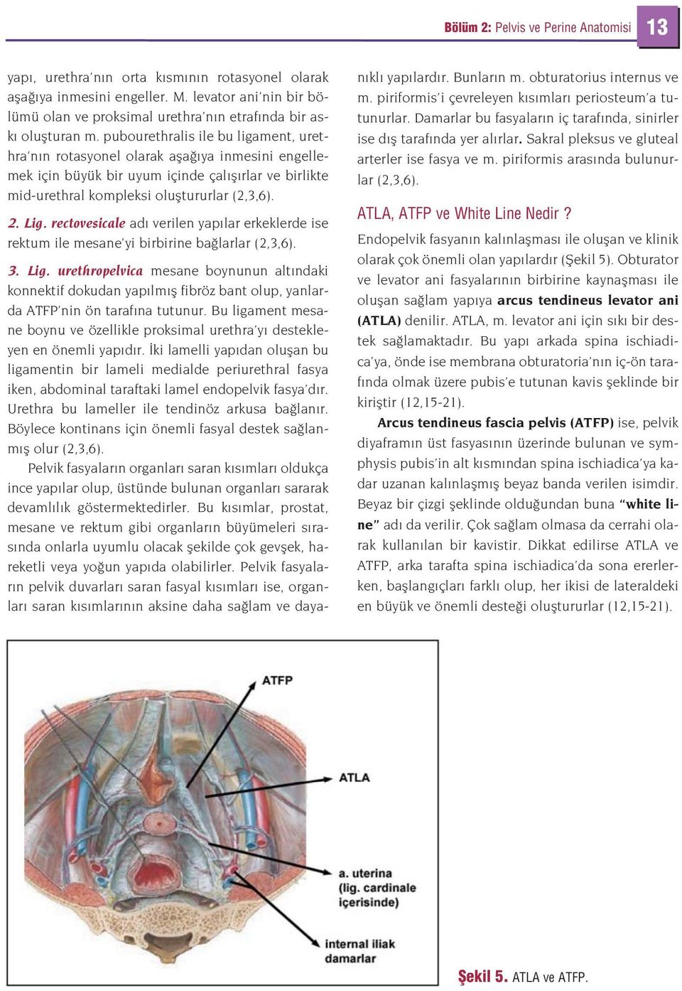 pubourethralis ile bu ligament, urethra n n rotasyonel olarak afla ya inmesini engellemek için büyük bir uyum içinde çal fl rlar ve birlikte mid-urethral kompleksi olufltururlar (2,3,6). 2. Lig.