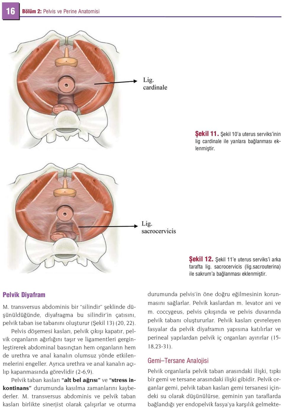 transversus abdominis bir silindir fleklinde düflünüldü ünde, diyafragma bu silindir in çat s n, pelvik taban ise taban n oluflturur (fiekil 13) (20, 22).