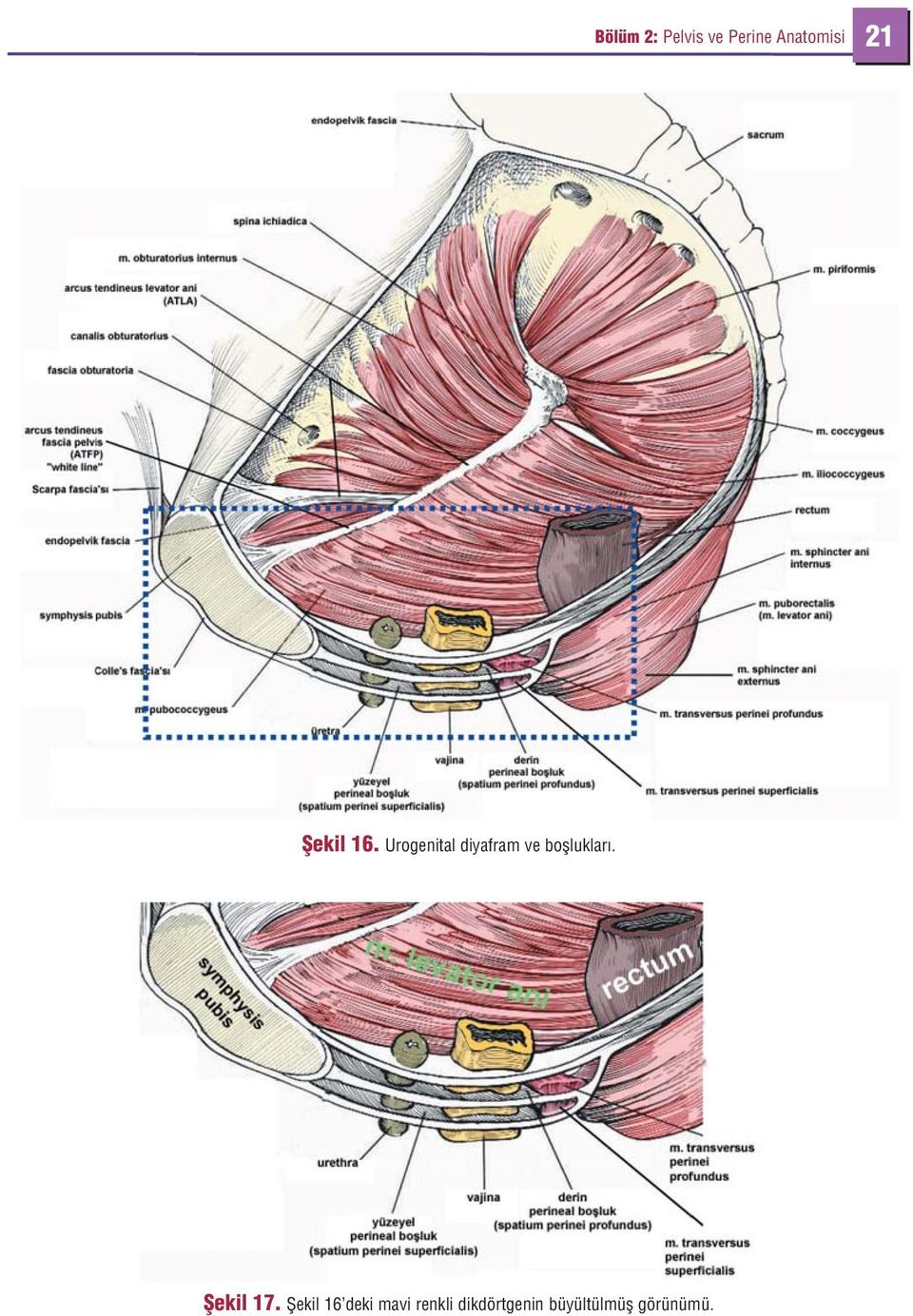 Urogenital diyafram ve boflluklar.