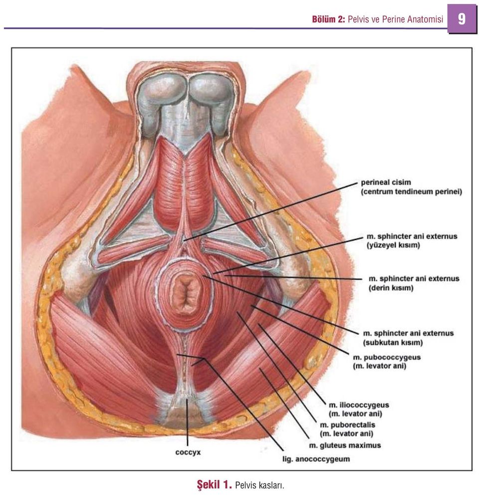 Bölüm 2: Pelvis