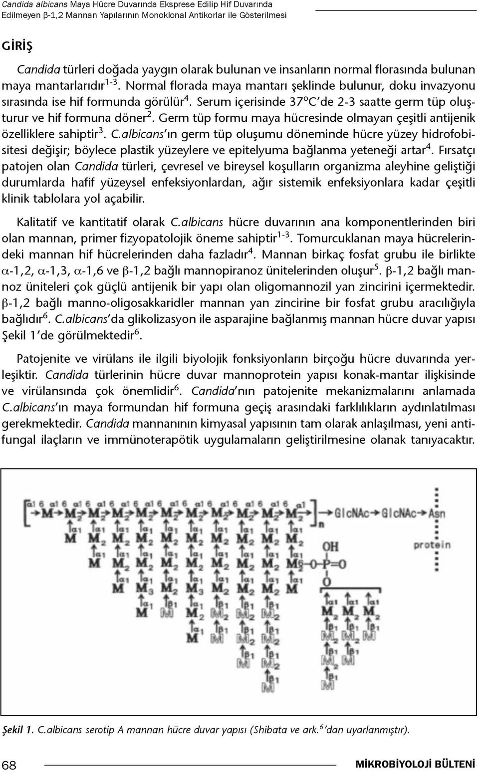 Serum içerisinde 37 o C de 2-3 saatte germ tüp oluşturur ve hif formuna döner 2. Germ tüp formu maya hücresinde olmayan çeşitli antijenik özelliklere sahiptir 3. C.albicans ın germ tüp oluşumu döneminde hücre yüzey hidrofobisitesi değişir; böylece plastik yüzeylere ve epitelyuma bağlanma yeteneği artar 4.