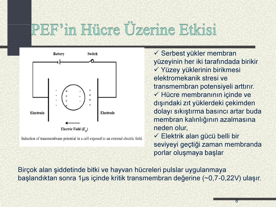 Hücre membranının içinde ve dışındaki zıt yüklerdeki çekimden dolayı sıkıştırma basıncı artar buda membran kalınlığının azalmasına