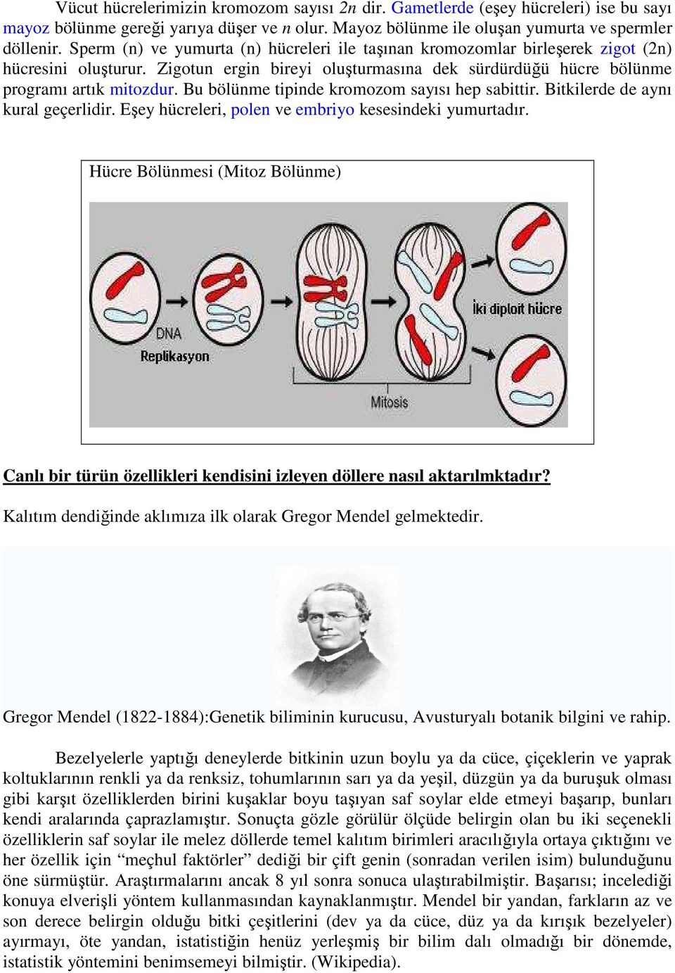 Bu bölünme tipinde kromozom sayısı hep sabittir. Bitkilerde de aynı kural geçerlidir. Eşey hücreleri, polen ve embriyo kesesindeki yumurtadır.