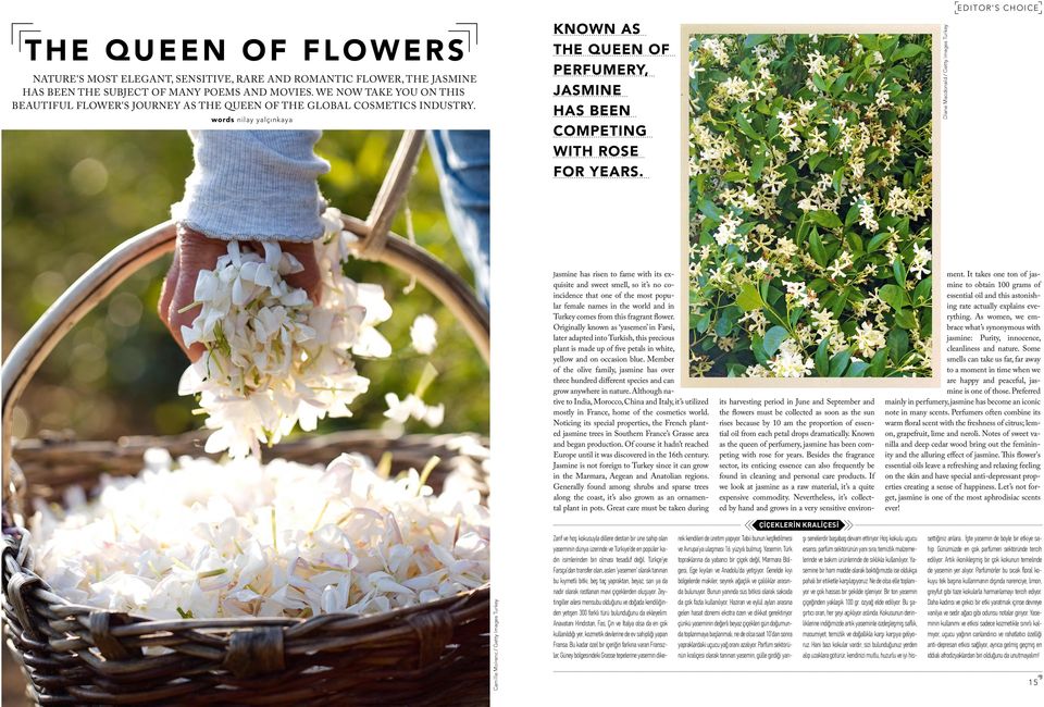 words nilay yalçınkaya KNOWN AS THE QUEEN OF PERFUMERY, JASMINE HAS BEEN COMPETING WITH ROSE FOR YEARS.
