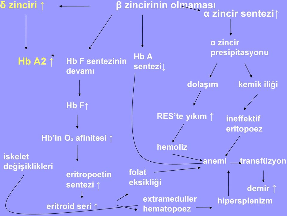 in O ₂ afinitesi eritropoetin sentezi eritroid seri folat eksikliği RES te yıkım