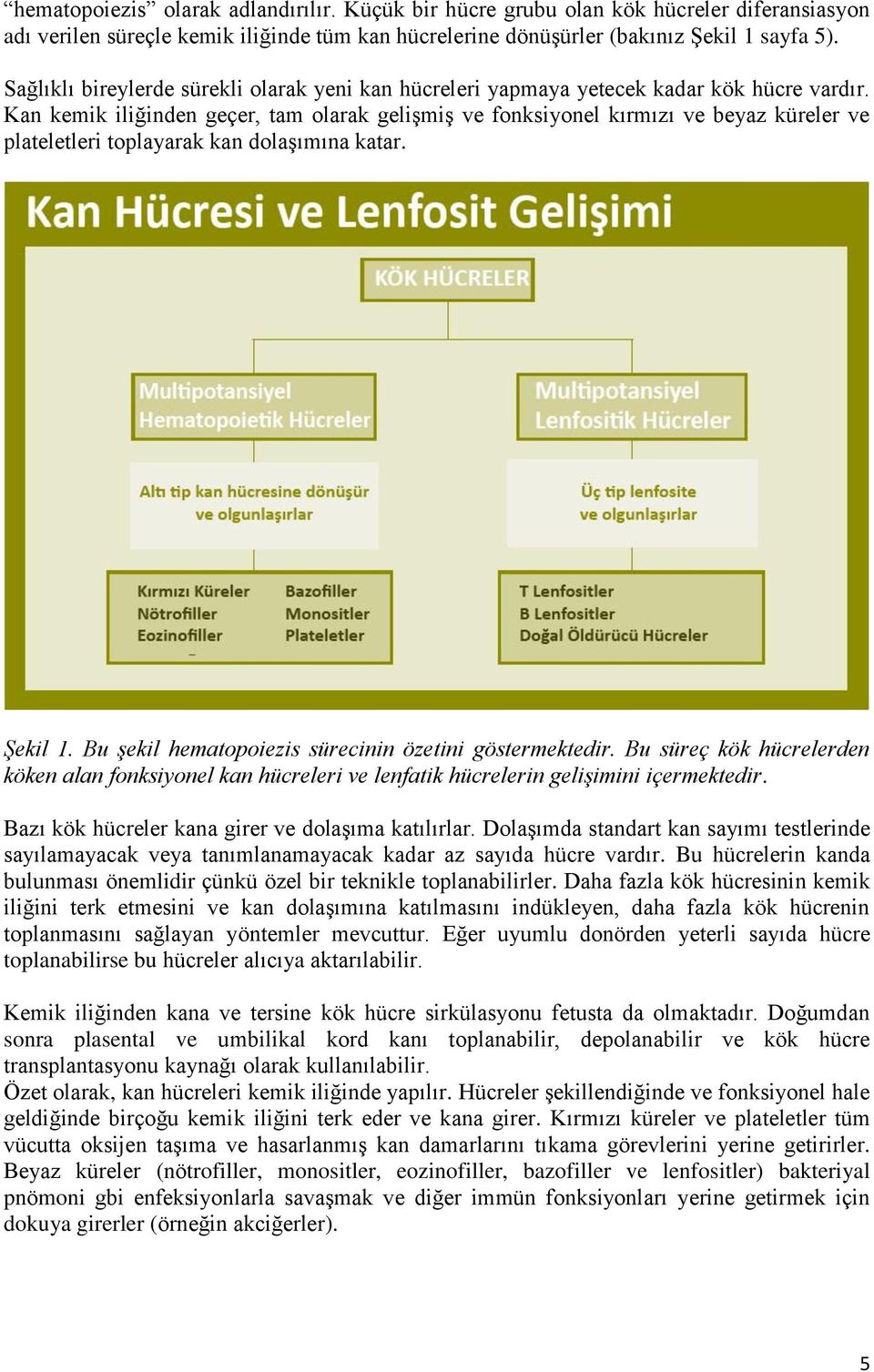 Kan kemik iliğinden geçer, tam olarak gelişmiş ve fonksiyonel kırmızı ve beyaz küreler ve plateletleri toplayarak kan dolaşımına katar. Şekil 1.