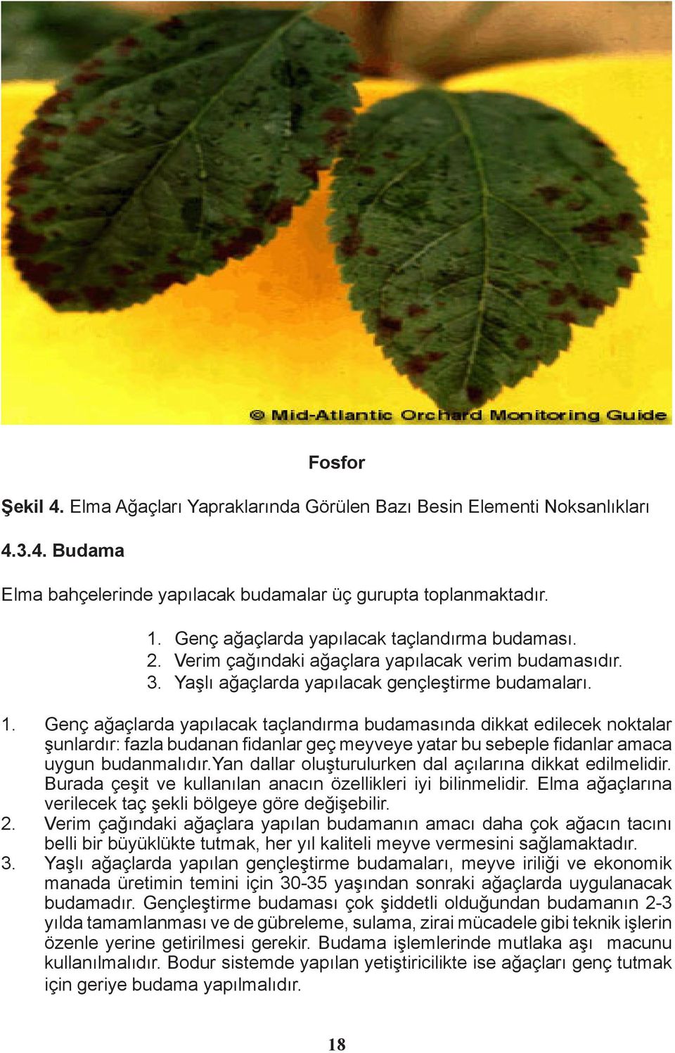 Genç ağaçlarda yapılacak taçlandırma budamasında dikkat edilecek noktalar şunlardır: fazla budanan fidanlar geç meyveye yatar bu sebeple fidanlar amaca uygun budanmalıdır.