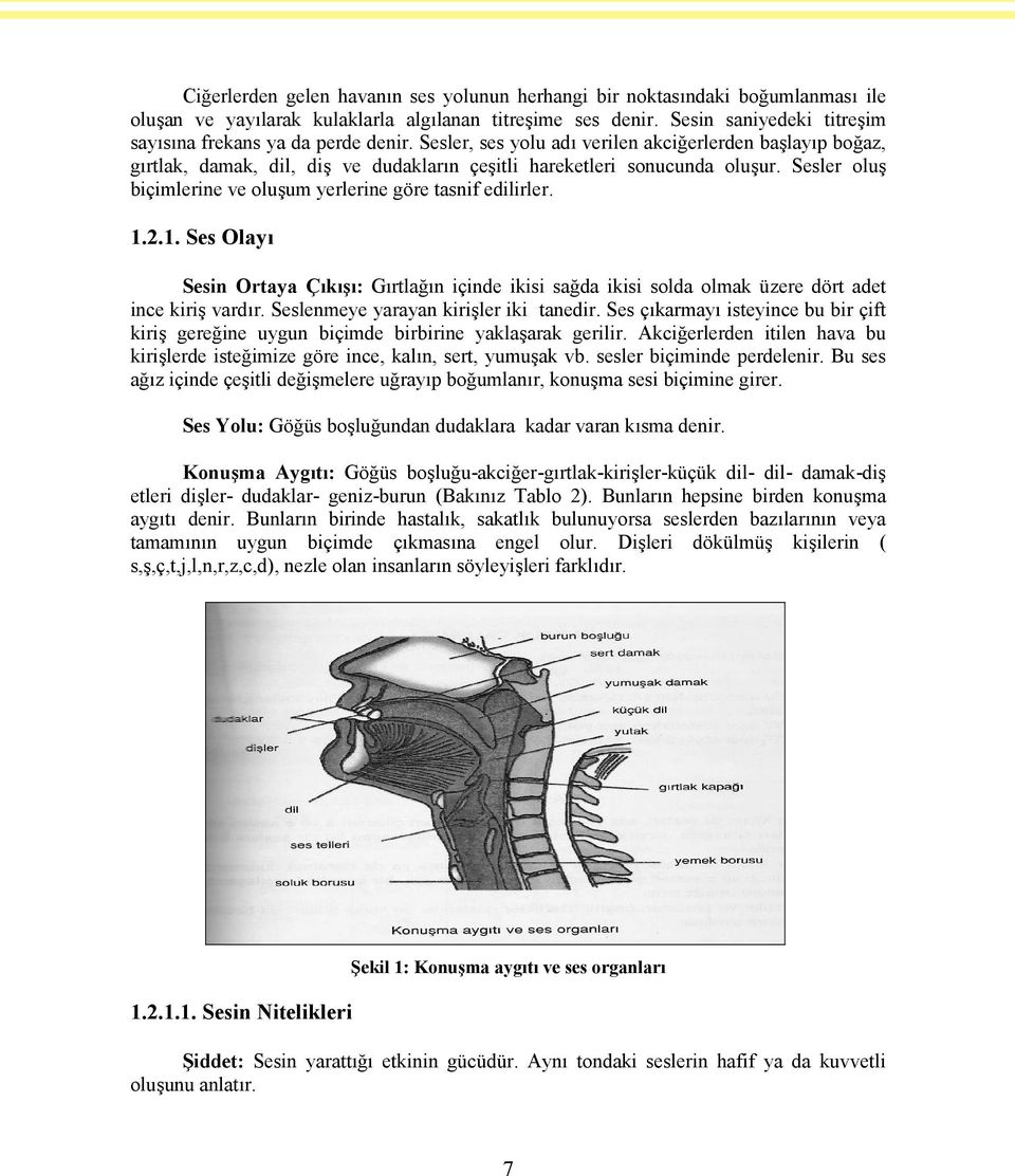 Sesler oluş biçimlerine ve oluşum yerlerine göre tasnif edilirler. 1.2.1. Ses Olayı Sesin Ortaya Çıkışı: Gırtlağın içinde ikisi sağda ikisi solda olmak üzere dört adet ince kiriş vardır.