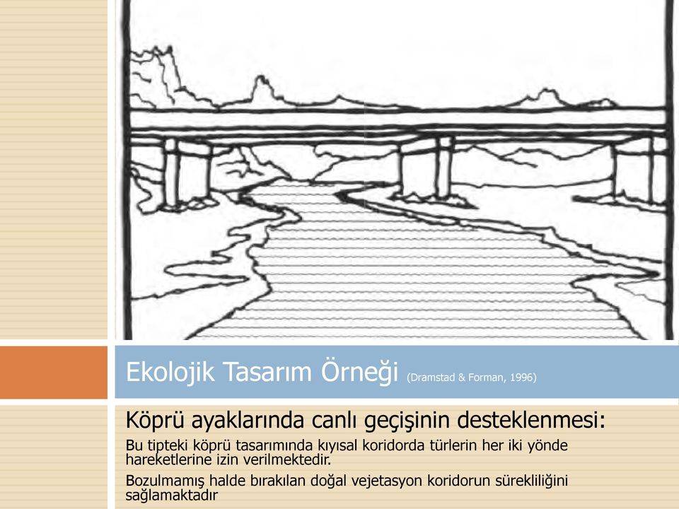 koridorda türlerin her iki yönde hareketlerine izin verilmektedir.