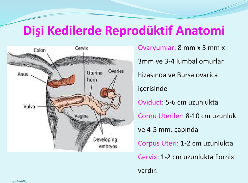 5-6 cm uzunlukta Cornu Uteriler: 8-10 cm uzunluk ve 4-5 mm.