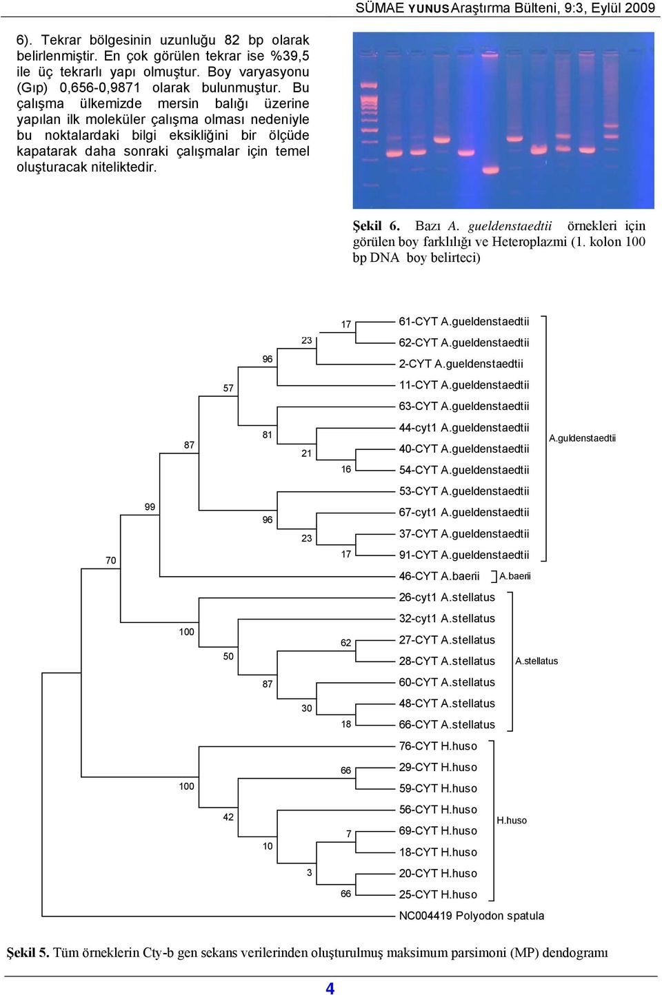 niteliktedir. Şekil 6. Bazı A. gueldenstaedtii örnekleri için görülen boy farklılığı ve Heteroplazmi (1. kolon 100 bp DNA boy belirteci) 17 61-CYT A.gueldenstaedtii 96 23 62-CYT A.