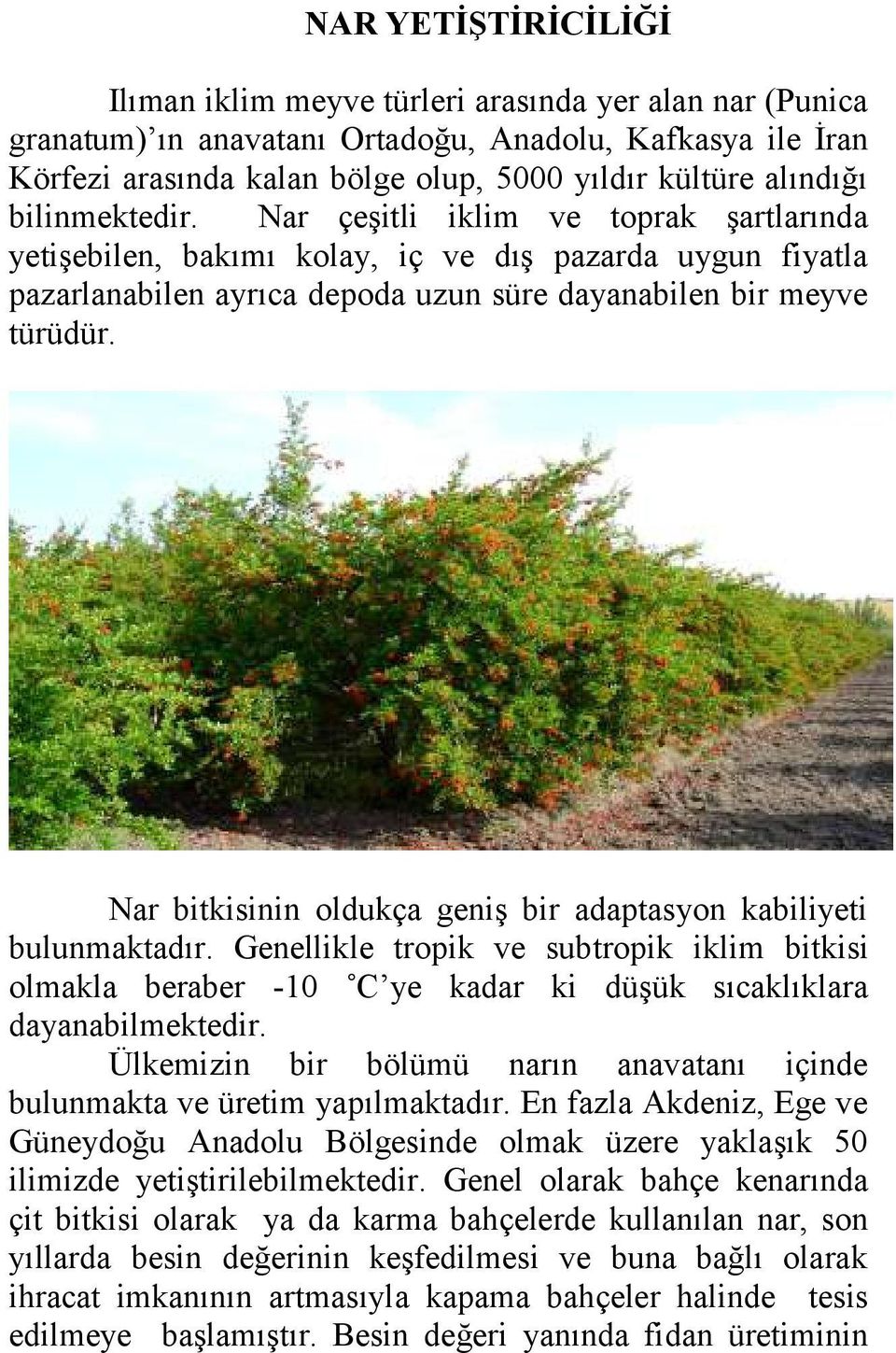 Nar bitkisinin oldukça geniş bir adaptasyon kabiliyeti bulunmaktadır. Genellikle tropik ve subtropik iklim bitkisi olmakla beraber -10 C ye kadar ki düşük sıcaklıklara dayanabilmektedir.