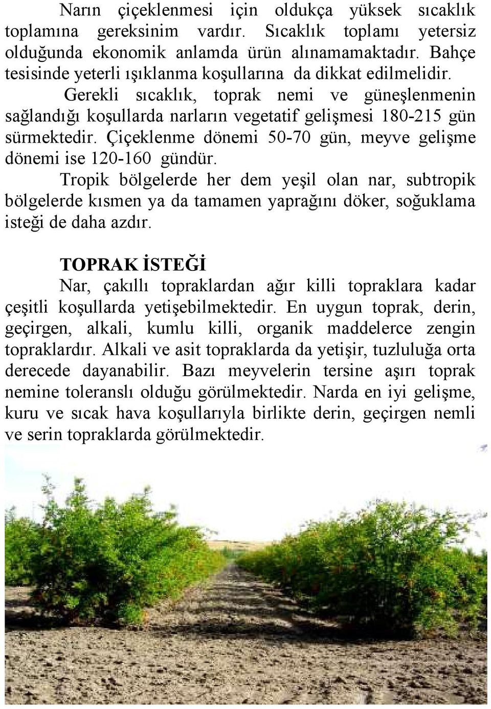 Çiçeklenme dönemi 50-70 gün, meyve gelişme dönemi ise 120-160 gündür.