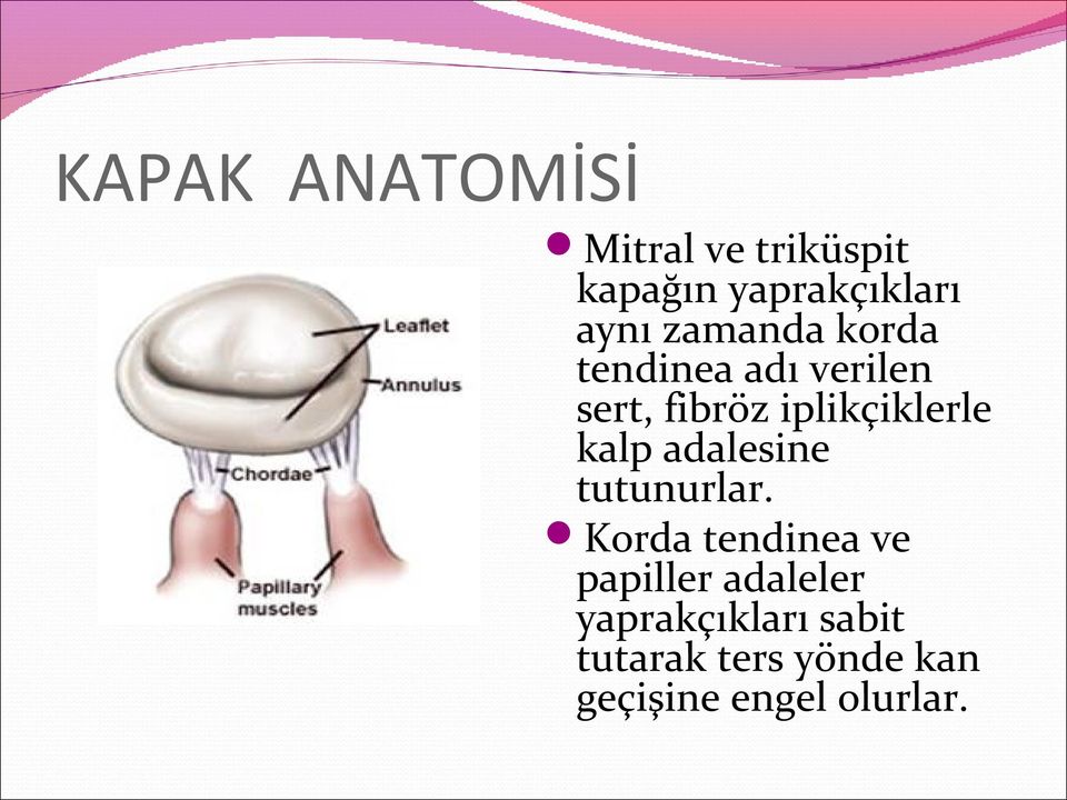 kalp adalesine tutunurlar.