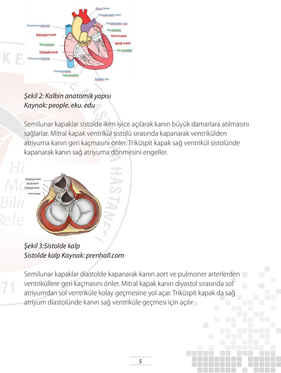Triküspit kapak sağ ventrikül sistolünde kapanarak kanın sağ atriyuma dönmesini engeller. Şekil 3:Sistolde kalp Sistolde kalp Kaynak: prenhall.