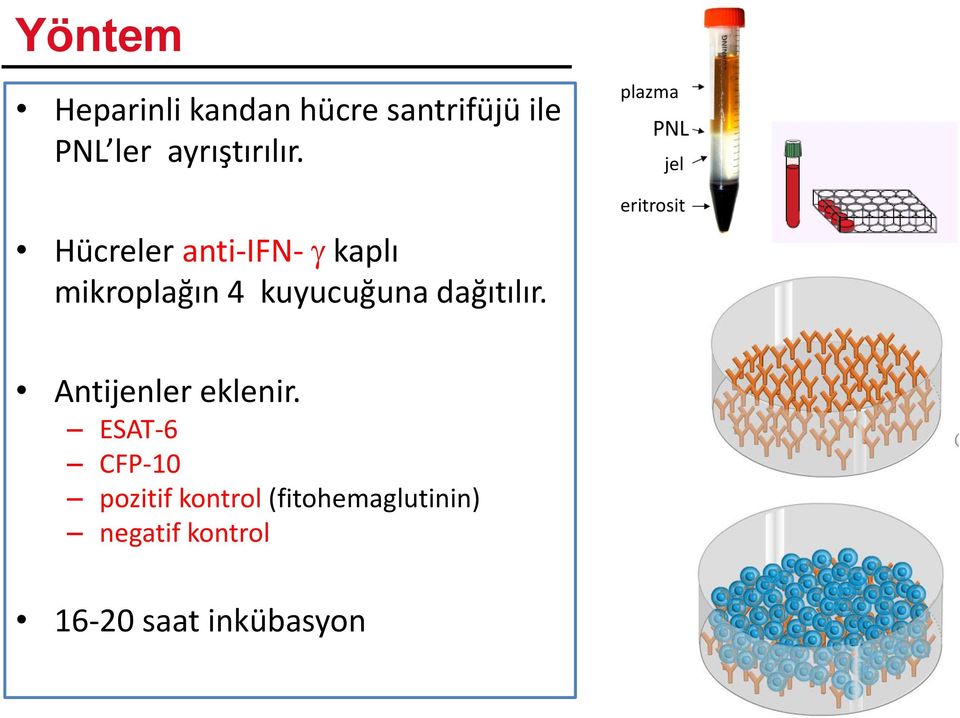 plazma PNL jel eritrosit Antijenler eklenir.