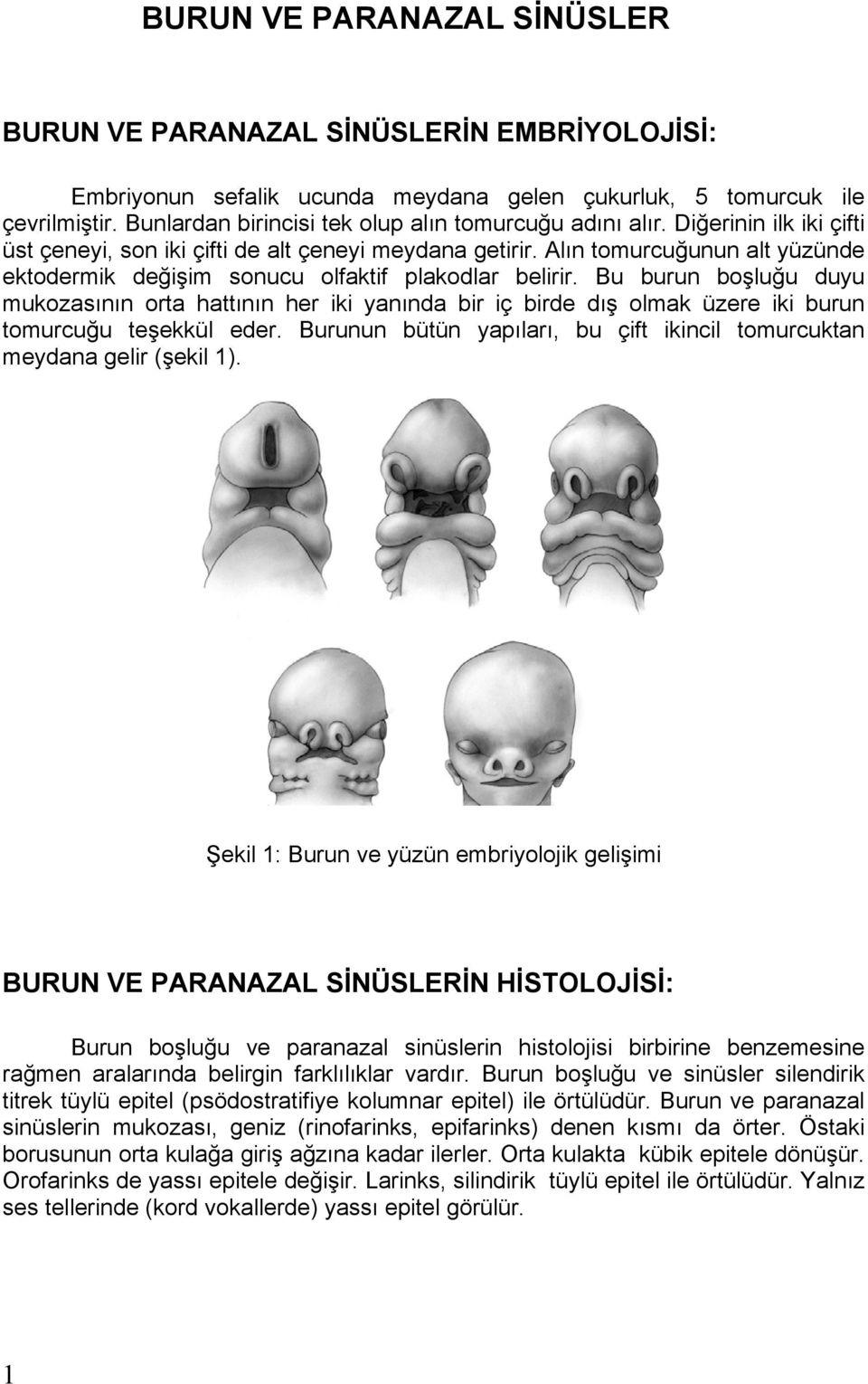 Al n tomurcu unun alt yüzünde ektodermik de i im sonucu olfaktif plakodlar belirir.