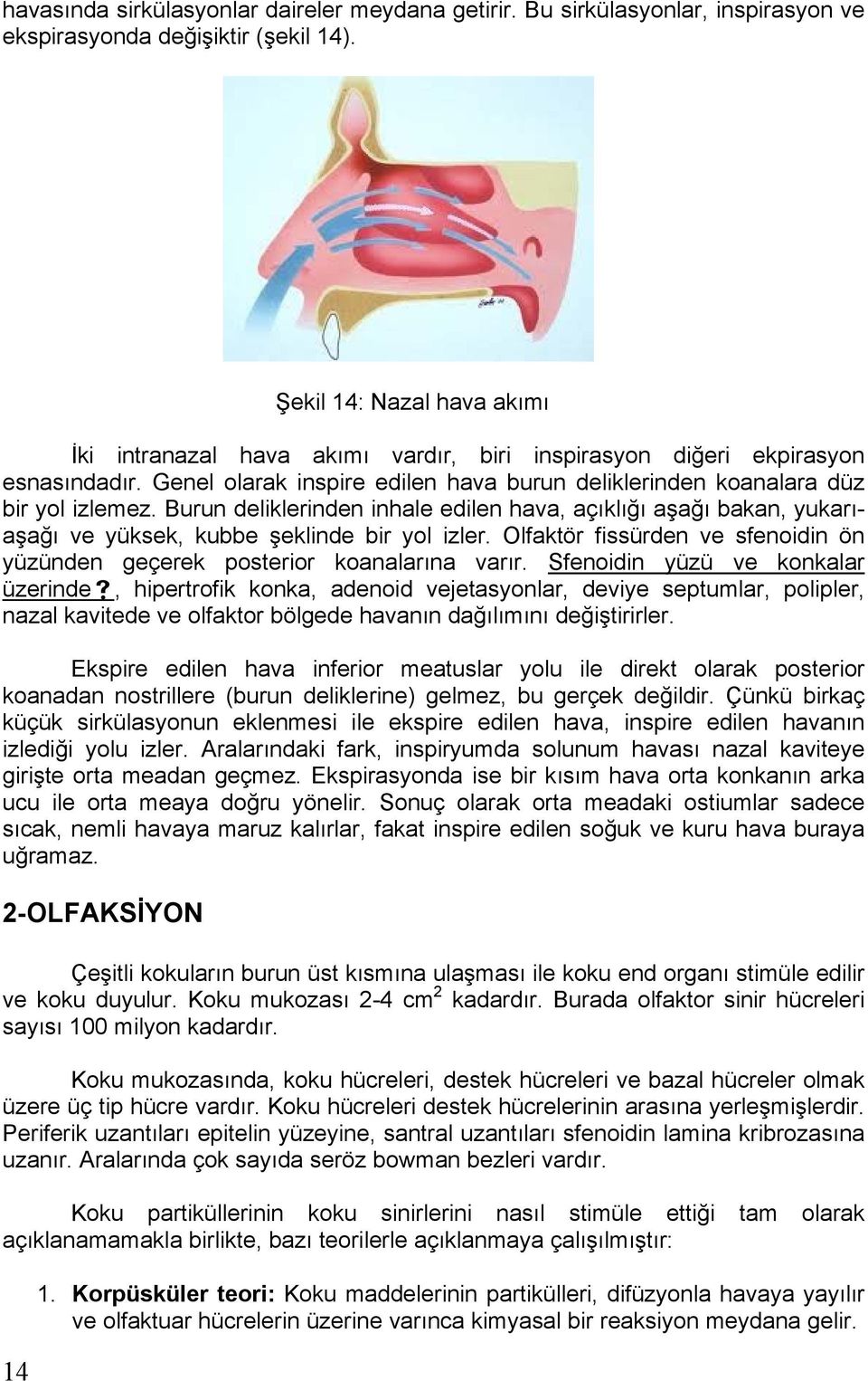 Burun deliklerinden inhale edilen hava, aç kl a a bakan, yukar a a ve yüksek, kubbe eklinde bir yol izler. Olfaktör fissürden ve sfenoidin ön yüzünden geçerek posterior koanalar na var r.