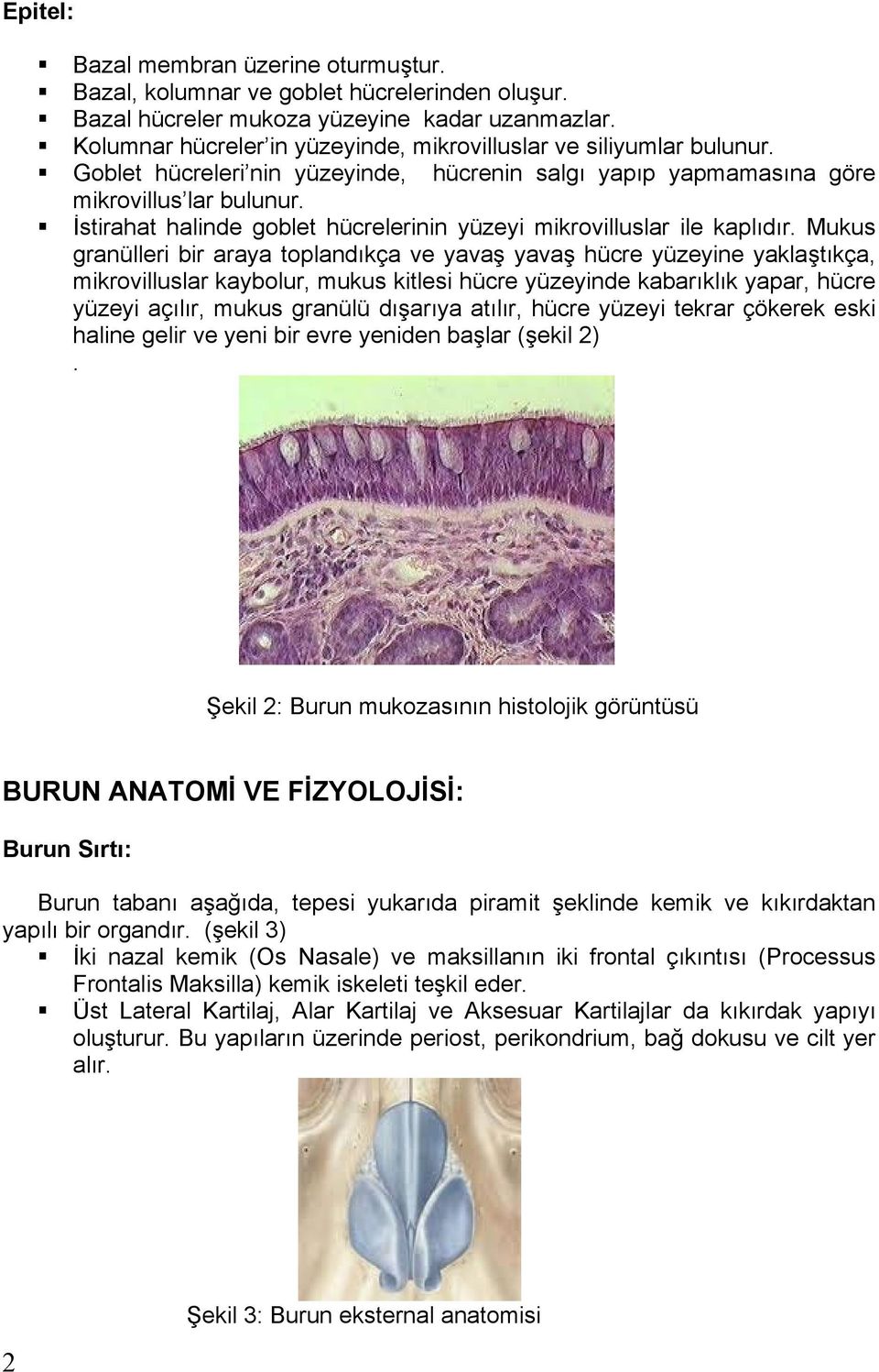 stirahat halinde goblet hücrelerinin yüzeyi mikrovilluslar ile kapl d r.