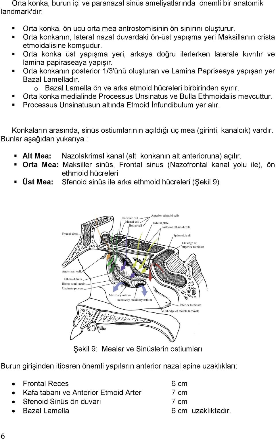 Orta konkan n posterior 1/3'ünü olu turan ve Lamina Papriseaya yap an yer Bazal Lamellad r. o Bazal Lamella ön ve arka etmoid hücreleri birbirinden ay r r.