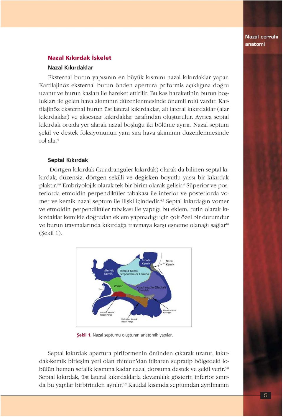 Bu kas hareketinin burun boflluklar ile gelen hava ak m n n düzenlenmesinde önemli rolü vard r.