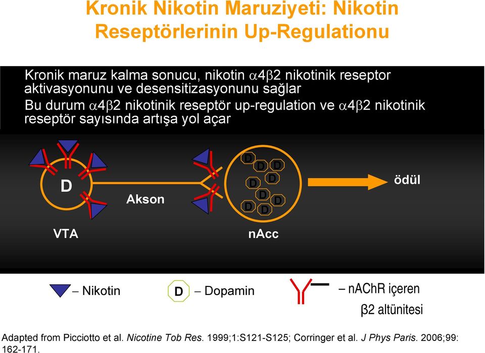 reseptör sayısında artışa yol açar D Akson D D D D D D D D D ödül VTA nacc Nikotin D Dopamin nachr içeren β2