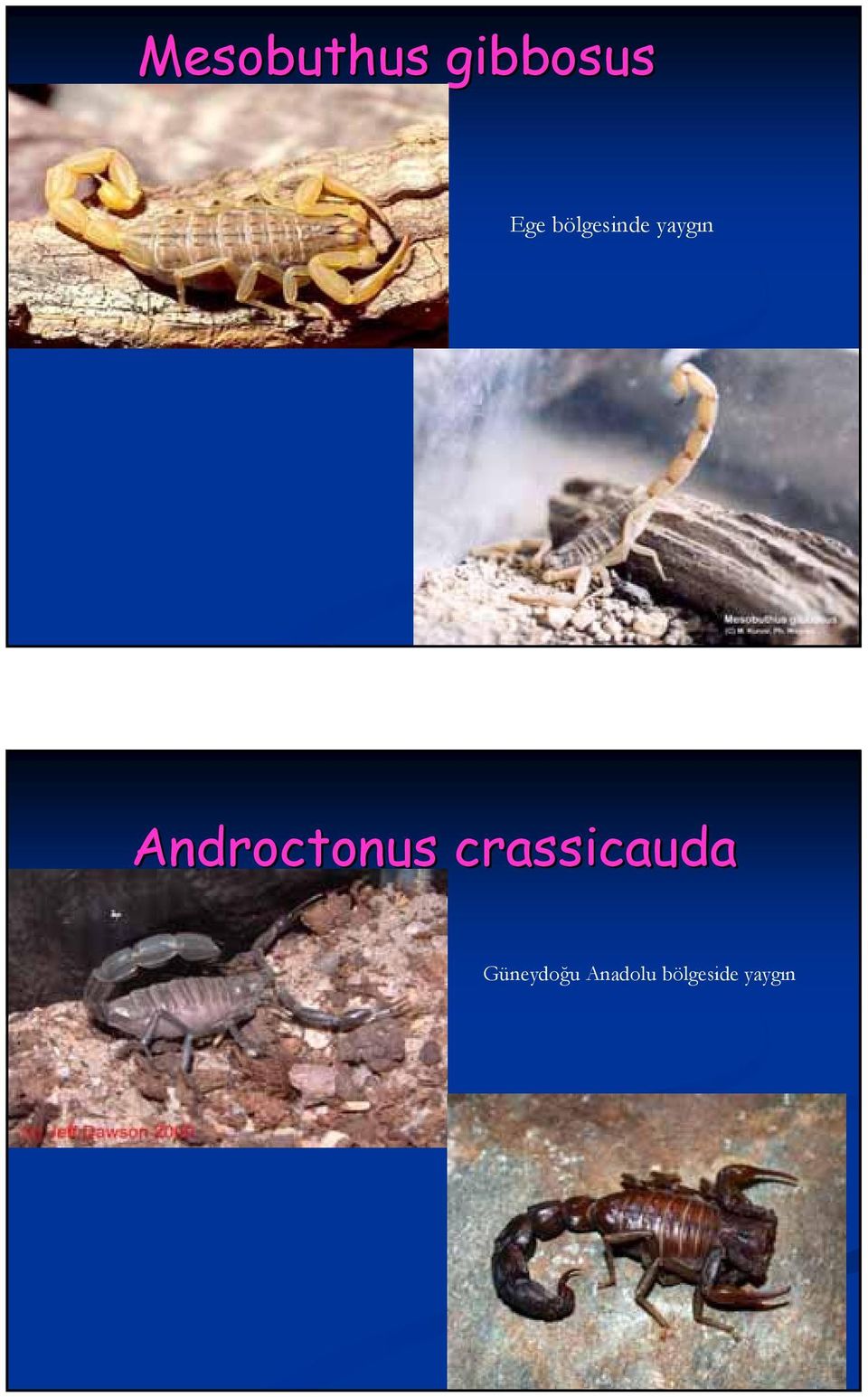 Androctonus crassicauda