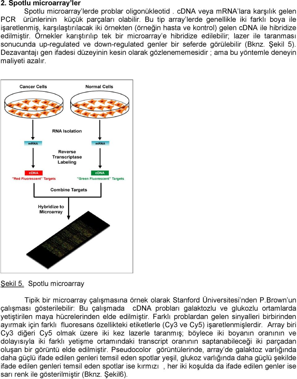 Örnekler karıştırılıp tek bir microarray e hibridize edilebilir; lazer ile taranması sonucunda up-regulated ve down-regulated genler bir seferde görülebilir (Bknz. Şekil 5).