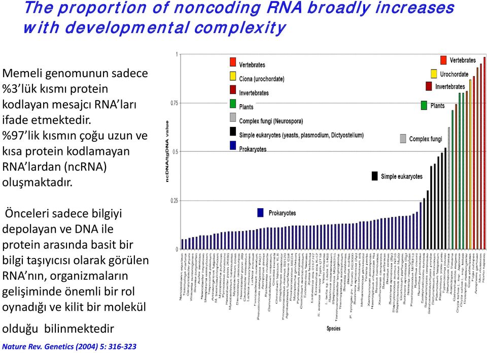 %97 lik kısmın c og u uzun ve kısa protein kodlamayan RNA lardan (ncrna) oluşmaktadır.
