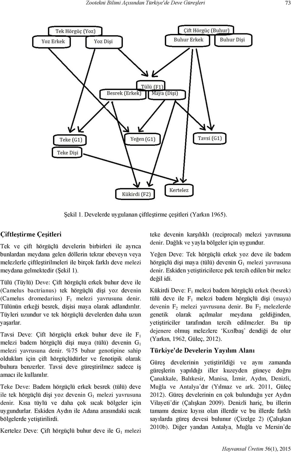 gelmektedir (Şekil 1). Tülü (Tüylü) Deve: Çift hörgüçlü erkek buhur deve ile (Camelus bactrianus) tek hörgüçlü dişi yoz devenin (Camelus dromedarius) F 1 melezi yavrusuna denir.