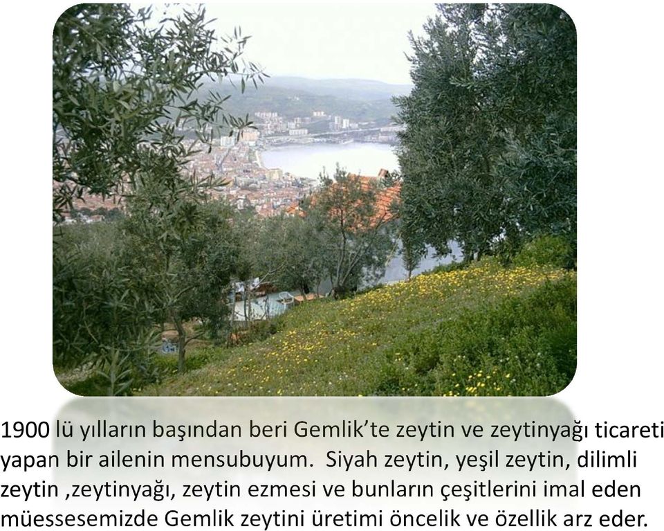 Siyah zeytin, yeşil zeytin, dilimli zeytin,zeytinyağı, zeytin