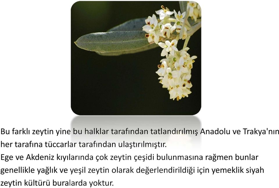 Ege ve Akdeniz kıyılarında çok zeytin çeşidi bulunmasına rağmen bunlar