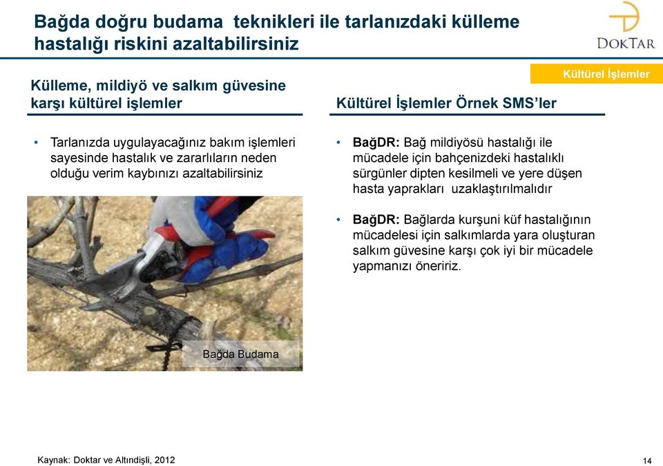 BağDR: Bağ mildiyösü hastalığı ile mücadele için bahçenizdeki hastalıklı sürgünler dipten kesilmeli ve yere düşen hasta yaprakları uzaklaştırılmalıdır BağDR: