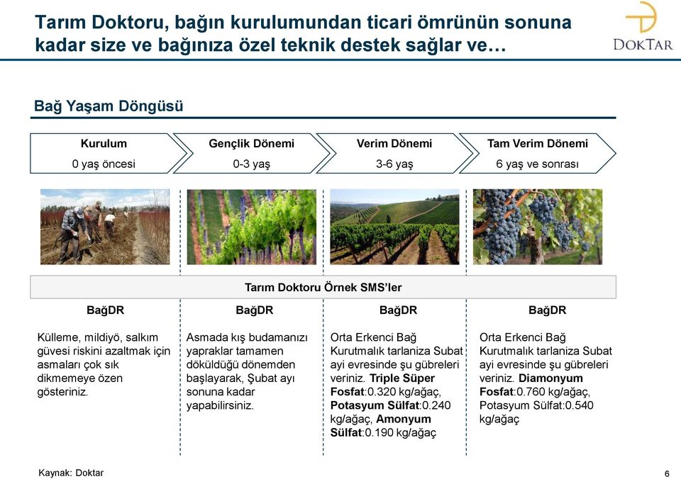 Asmada kış budamanızı yapraklar tamamen döküldüğü dönemden başlayarak, Şubat ayı sonuna kadar yapabilirsiniz. Orta Erkenci Bağ Kurutmalık tarlaniza Subat ayi evresinde şu gübreleri veriniz.