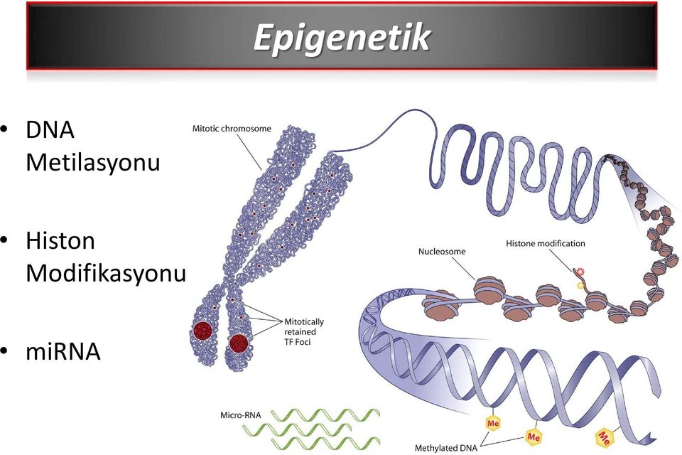 Metilasyonu