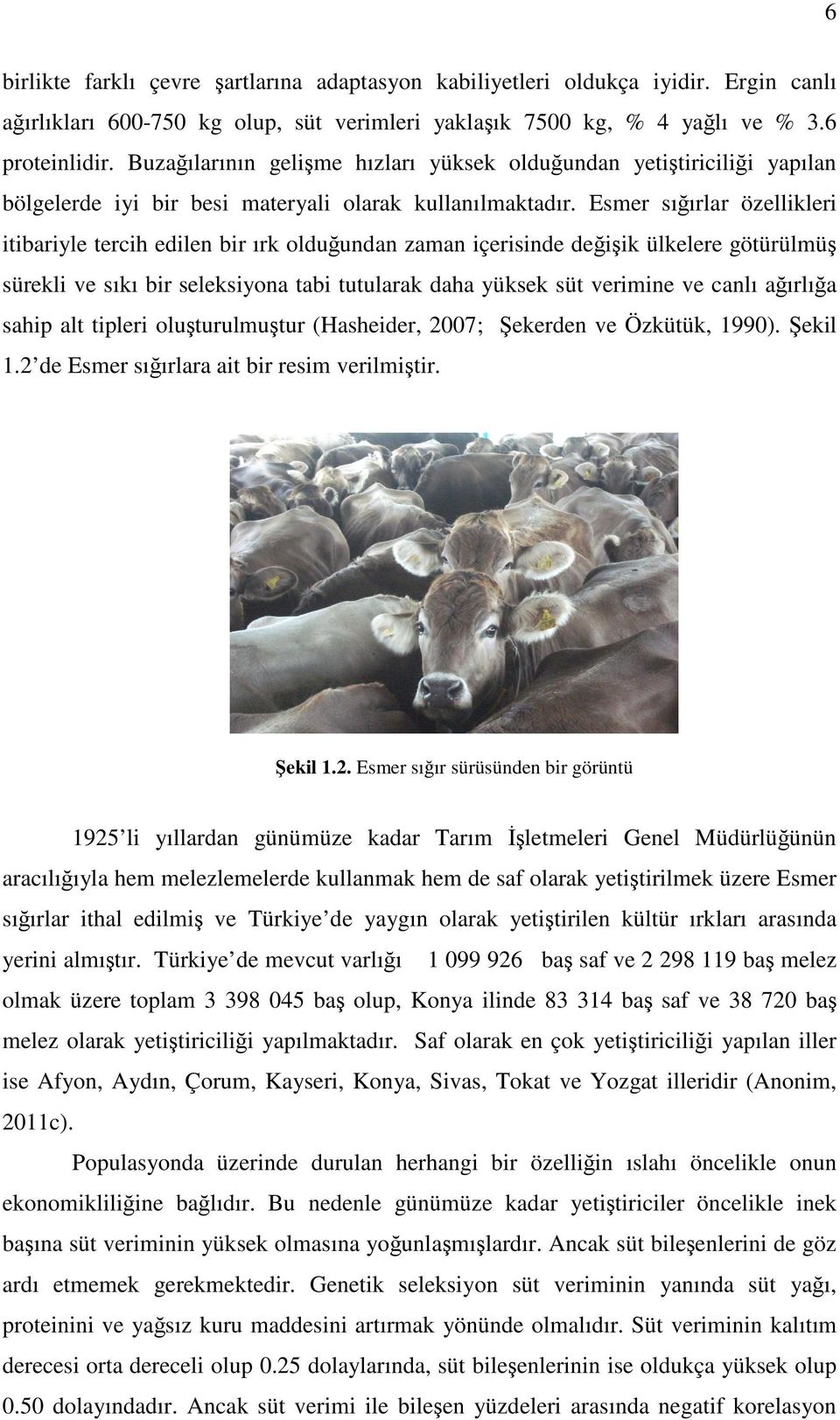 Esmer sığırlar özellikleri itibariyle tercih edilen bir ırk olduğundan zaman içerisinde değişik ülkelere götürülmüş sürekli ve sıkı bir seleksiyona tabi tutularak daha yüksek süt verimine ve canlı