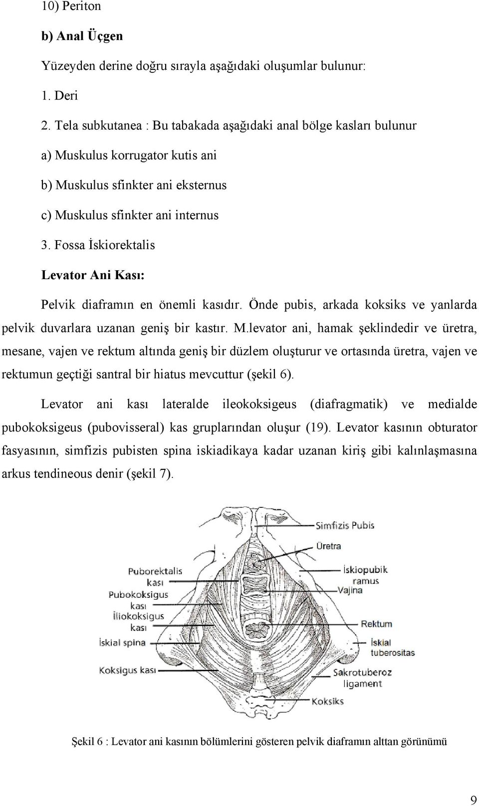 Fossa İskiorektalis Levator Ani Kası: Pelvik diaframın en önemli kasıdır. Önde pubis, arkada koksiks ve yanlarda pelvik duvarlara uzanan geniş bir kastır. M.