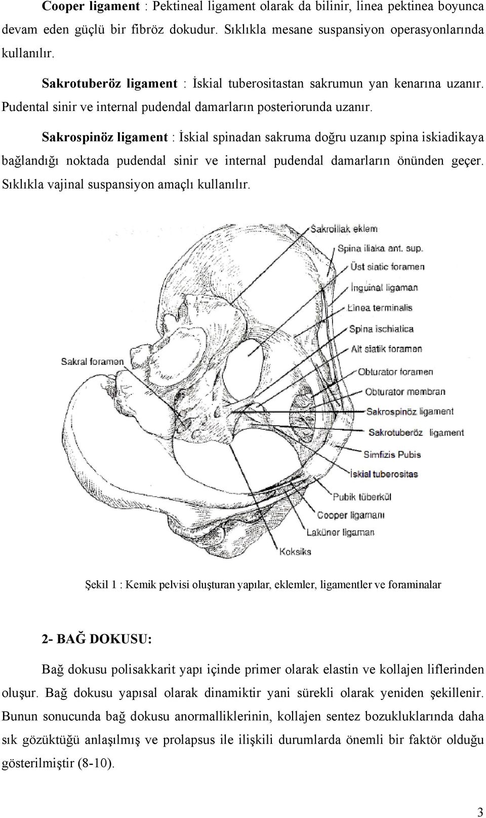 Sakrospinöz ligament : İskial spinadan sakruma doğru uzanıp spina iskiadikaya bağlandığı noktada pudendal sinir ve internal pudendal damarların önünden geçer.