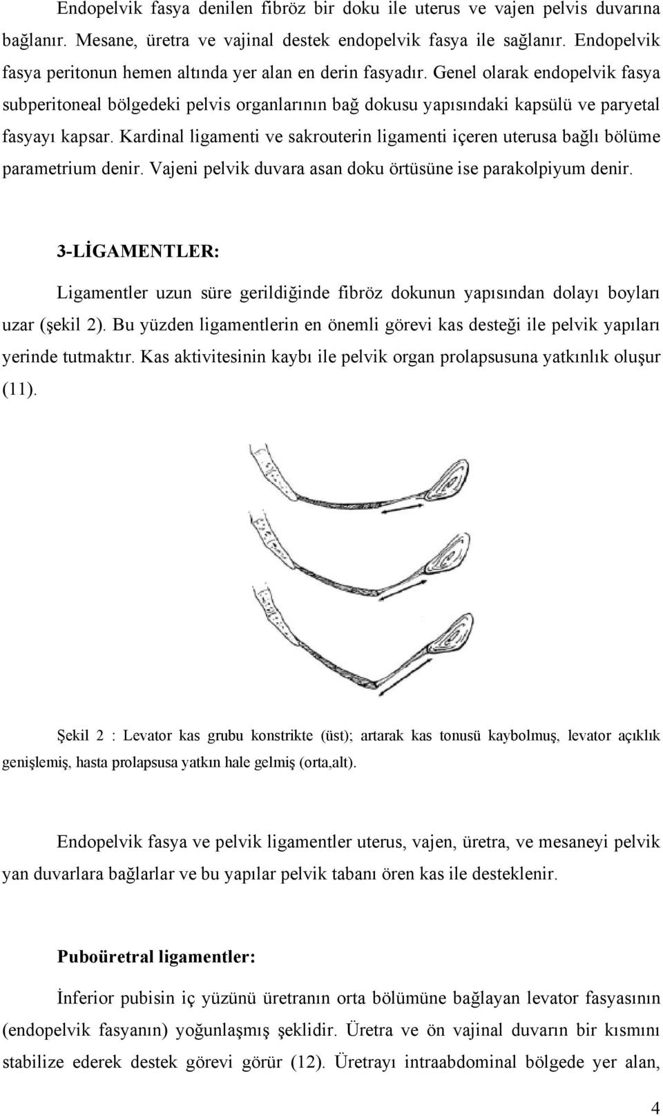 Genel olarak endopelvik fasya subperitoneal bölgedeki pelvis organlarının bağ dokusu yapısındaki kapsülü ve paryetal fasyayı kapsar.