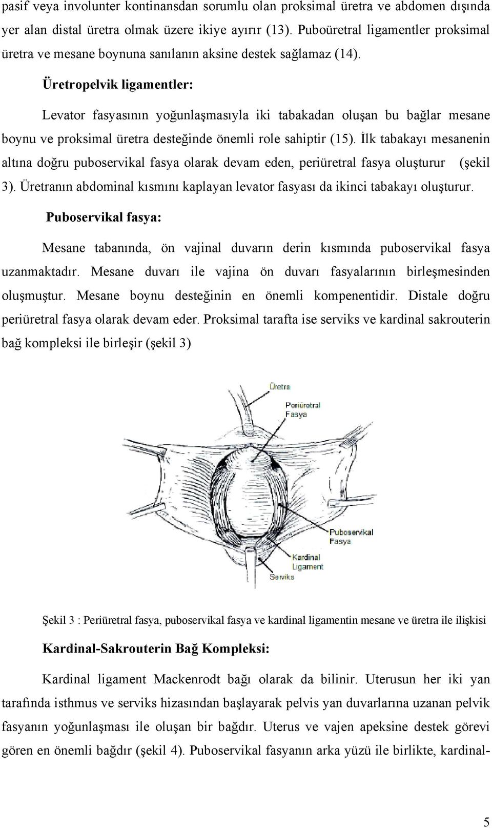 Üretropelvik ligamentler: Levator fasyasının yoğunlaşmasıyla iki tabakadan oluşan bu bağlar mesane boynu ve proksimal üretra desteğinde önemli role sahiptir (15).