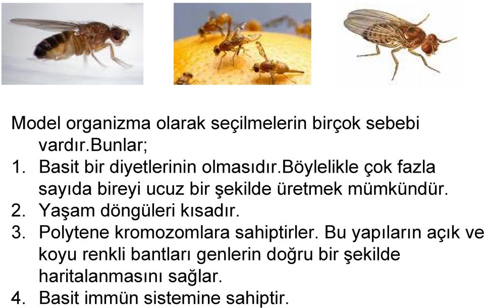 böylelikle çok fazla sayıda bireyi ucuz bir şekilde üretmek mümkündür. 2.