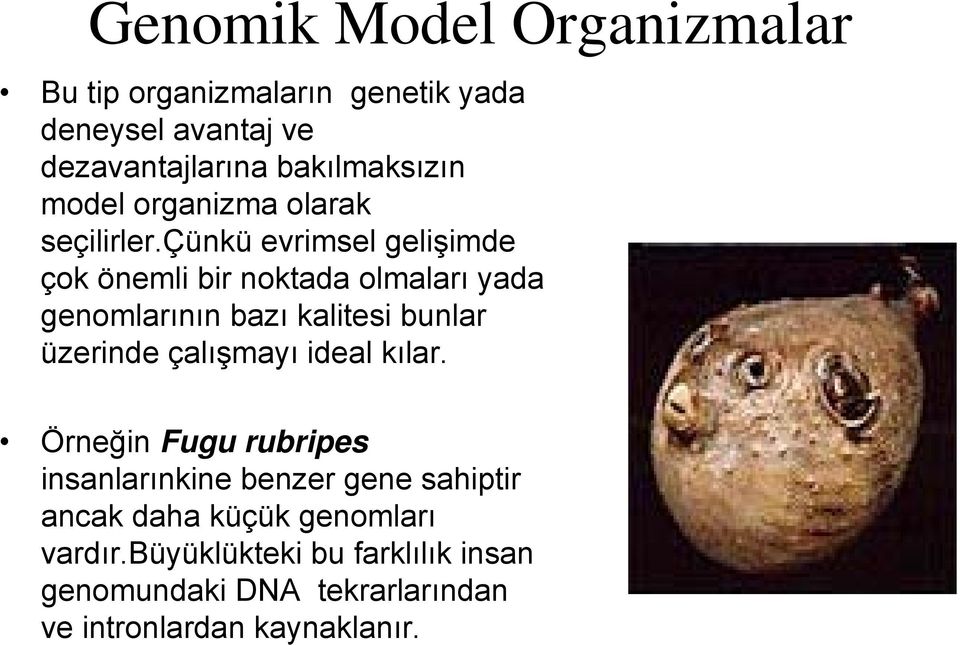 çünkü evrimsel gelişimde çok önemli bir noktada olmaları yada genomlarının bazı kalitesi bunlar üzerinde çalışmayı