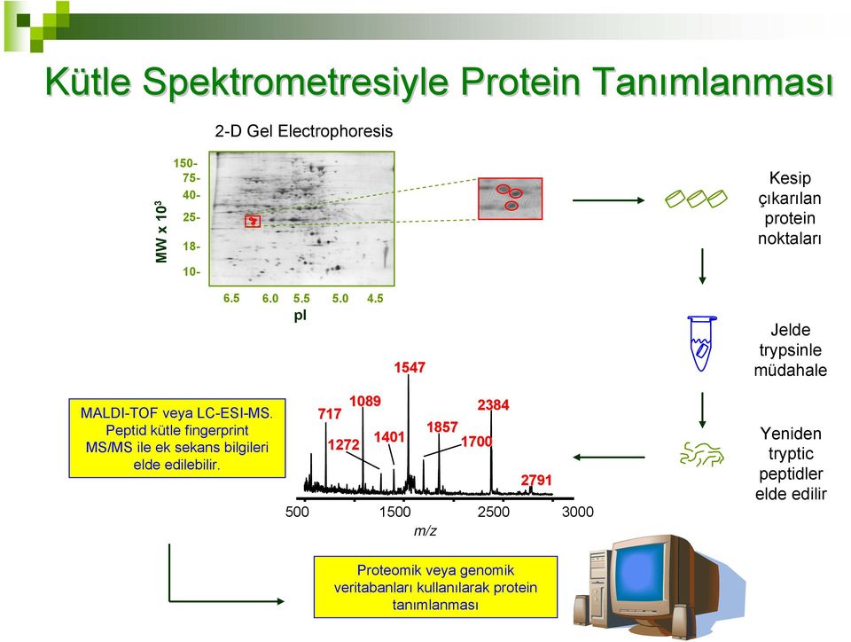 Peptid kütle fingerprint MS/MS ile ek sekans bilgileri elde edilebilir.