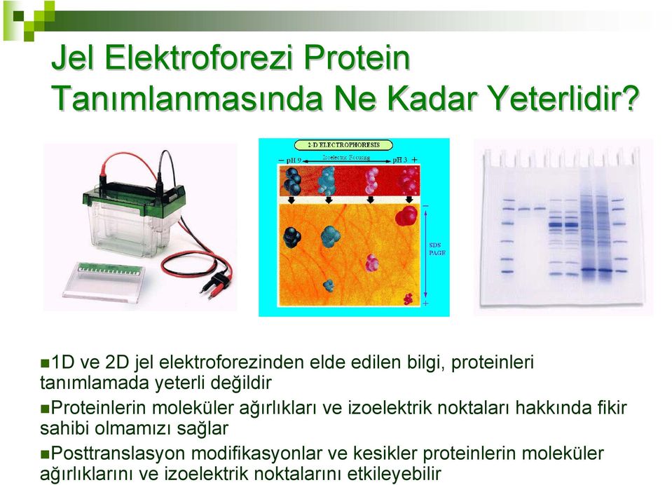 Proteinlerin moleküler ağırlıkları ve izoelektrik noktaları hakkında fikir sahibi olmamızı