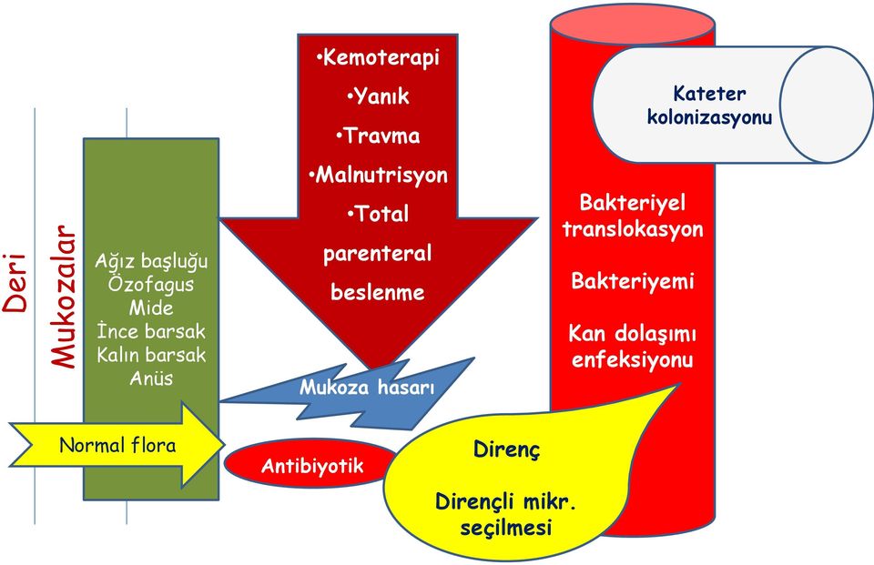 parenteral beslenme Mukoza hasarı Bakteriyel translokasyon Bakteriyemi