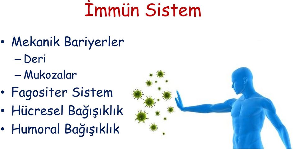 Fagositer Sistem Hücresel