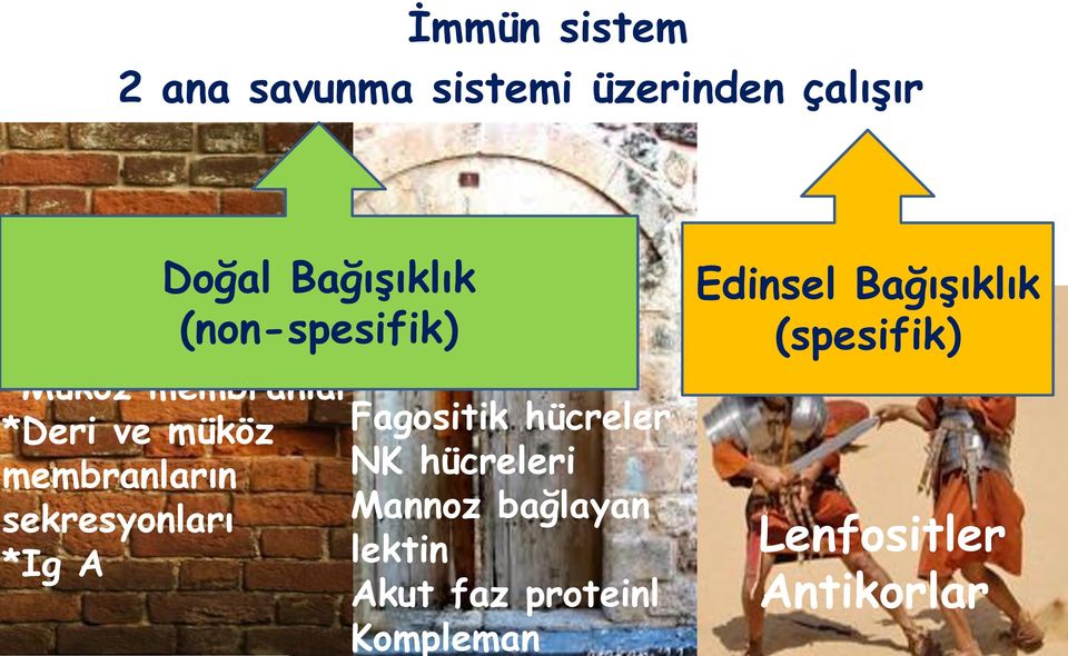 Fagositik hücreler membranların NK hücreleri sekresyonları Mannoz bağlayan