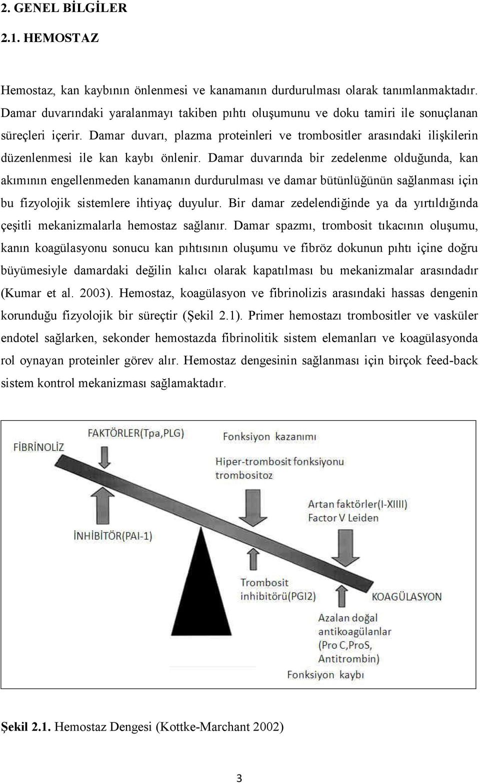 Damar duvarı, plazma proteinleri ve trombositler arasındaki ilişkilerin düzenlenmesi ile kan kaybı önlenir.