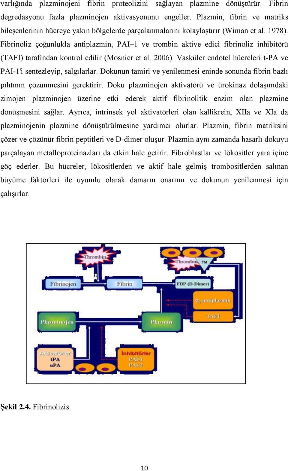 Fibrinoliz çoğunlukla antiplazmin, PAI 1 ve trombin aktive edici fibrinoliz inhibitörü (TAFI) tarafından kontrol edilir (Mosnier et al. 2006).