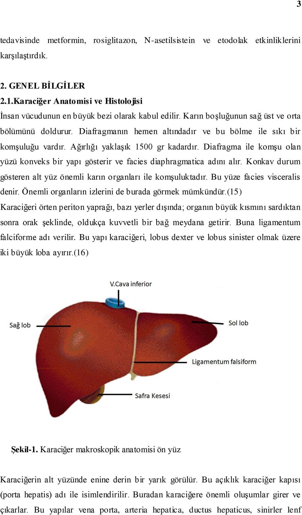 Diafragmanın hemen altındadır ve bu bölme ile sıkı bir komşuluğu vardır. Ağırlığı yaklaşık 1500 gr kadardır.